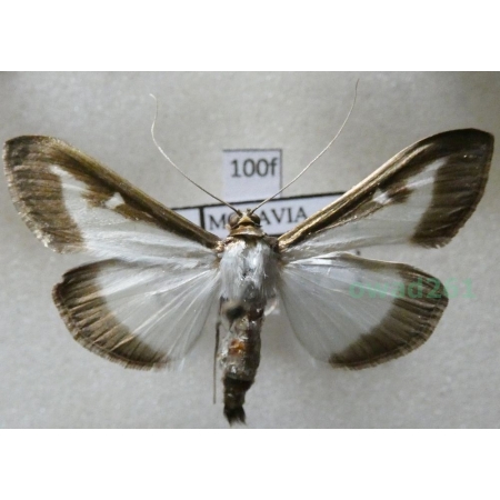 Cydalima perspectalis (Walker, 1859) Ćma bukszpanowa Poland100f